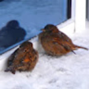 Meet your Posher, Della